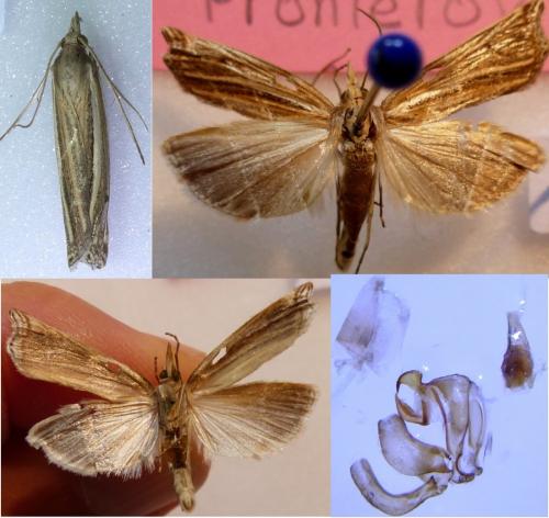 Réf. 238 613 : Ancylolomia tentaculella